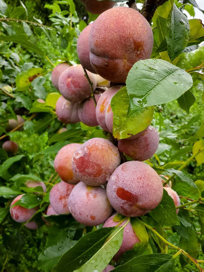 芙蓉李电商果，价格历史新低，每天可发数万斤，全国大量供货