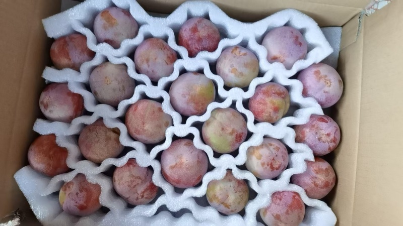 芙蓉李电商果，价格历史新低，每天可发数万斤，全国大量供货