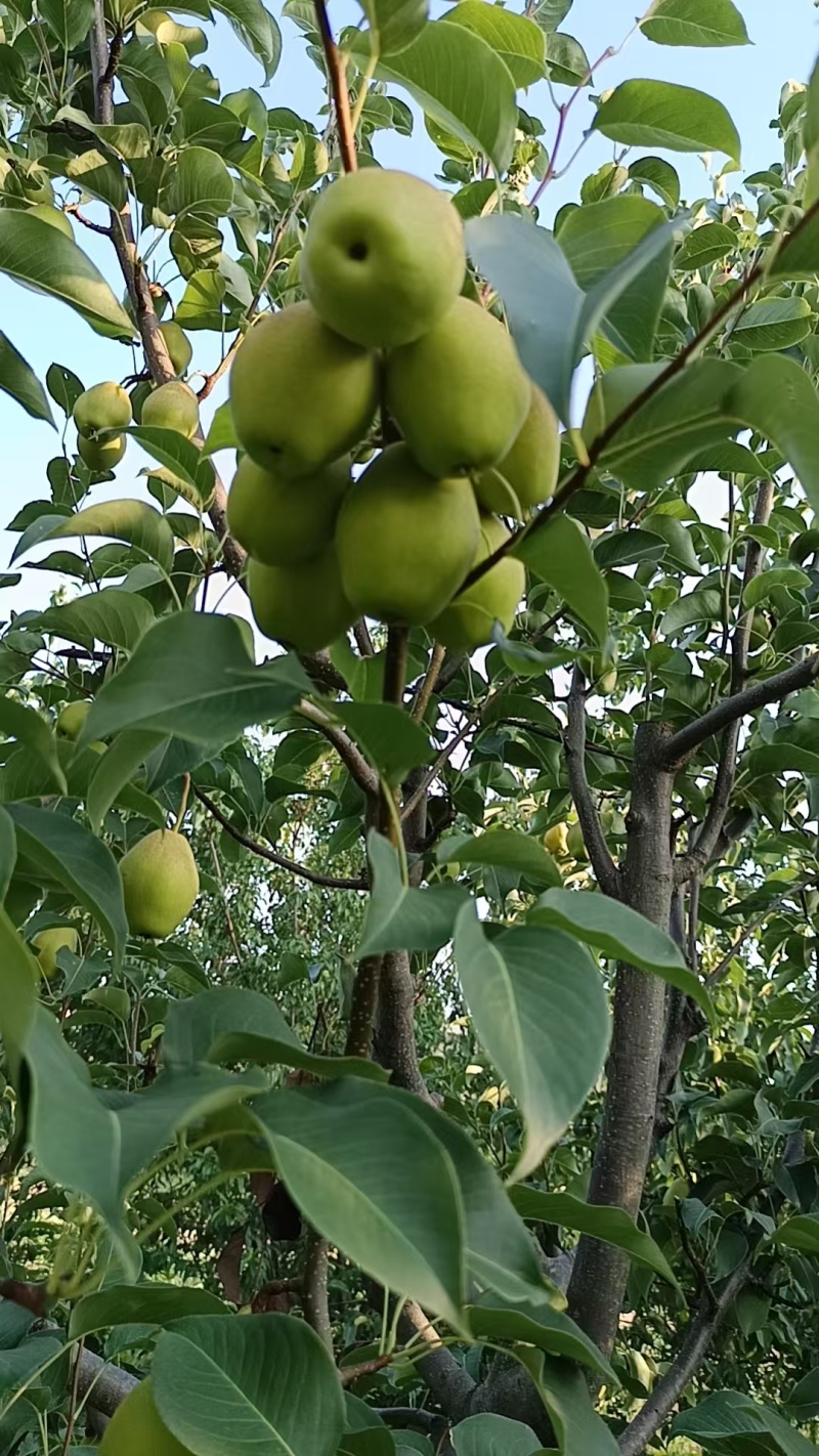 自家种的红香酥梨，无农药，汁多味甜，未开园，欢迎采购