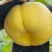 中蟠104蟠桃
