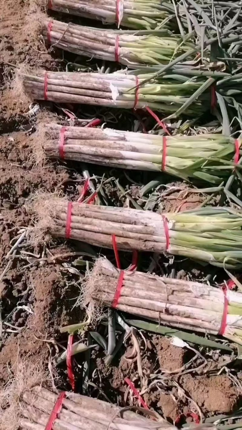 河南省滑县大白大葱，在国内享有崇高的荣誉，产地直销，