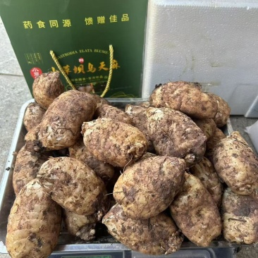 正宗昭通小草坝天麻