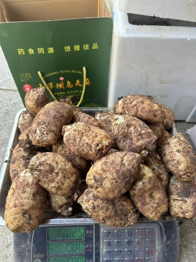 正宗昭通小草坝天麻