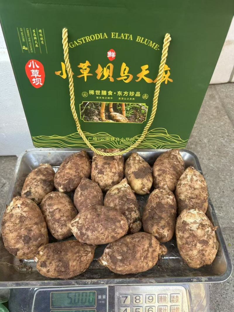 正宗昭通小草坝天麻