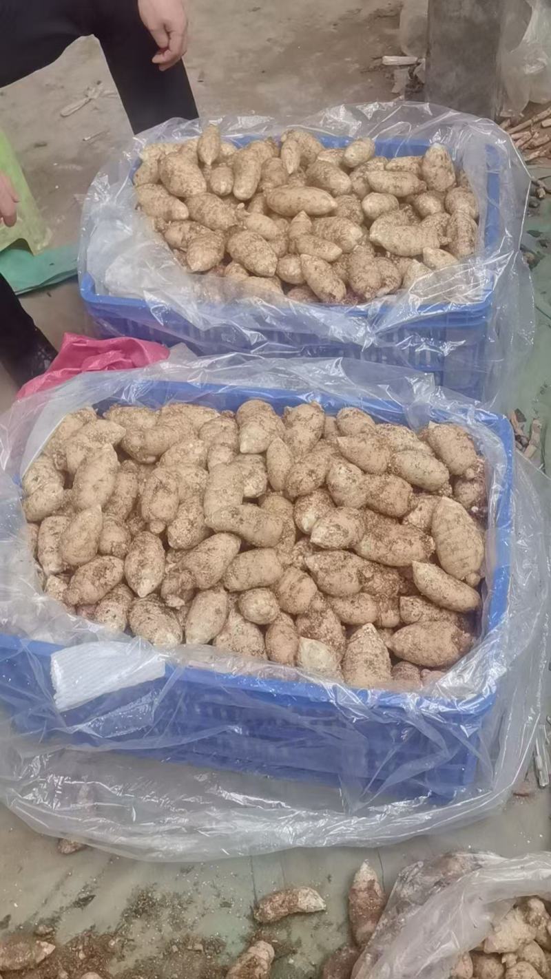 正宗昭通小草坝天麻