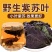 甄选野生紫苏叶新鲜食用泡水泡茶煮汤烧菜去腥气紫苏叶中药材