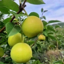 攀枝花米易1295蜜梨