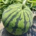 新优三号早佳8424西瓜种子口感好红瓤大果高产抗病
