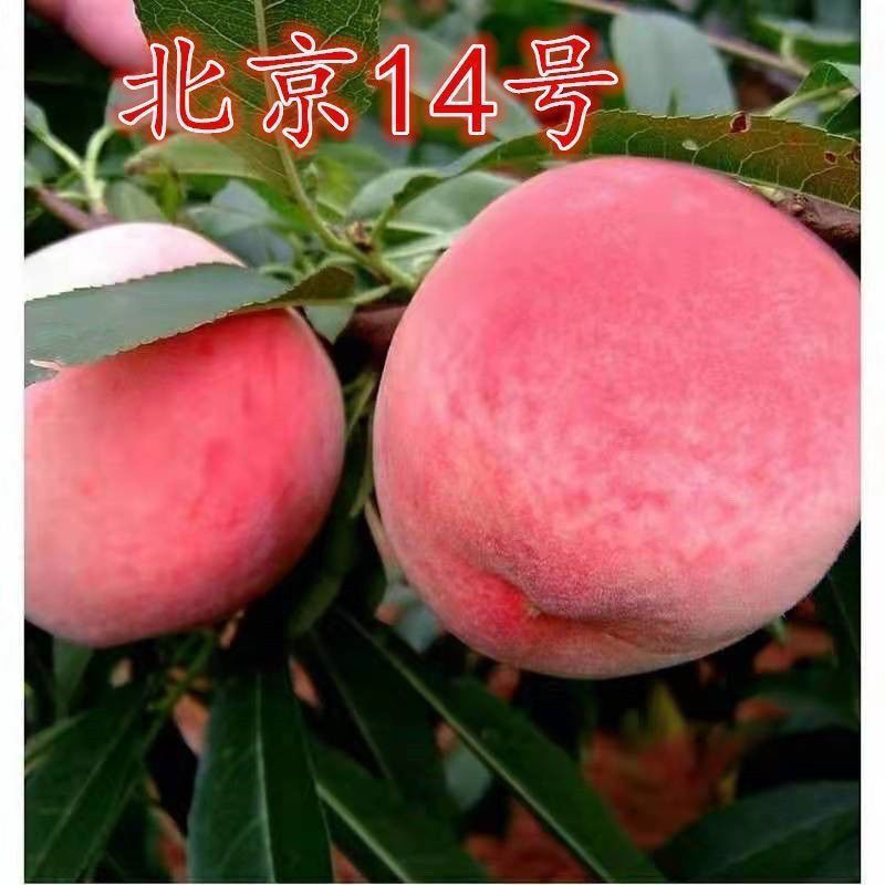北京14号精品桃子口感好甜多汁对接商超电商大量供应