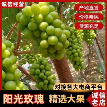 三十六亩烧棚果,1.5/斤,底糖15,一串一斤半,老板搞