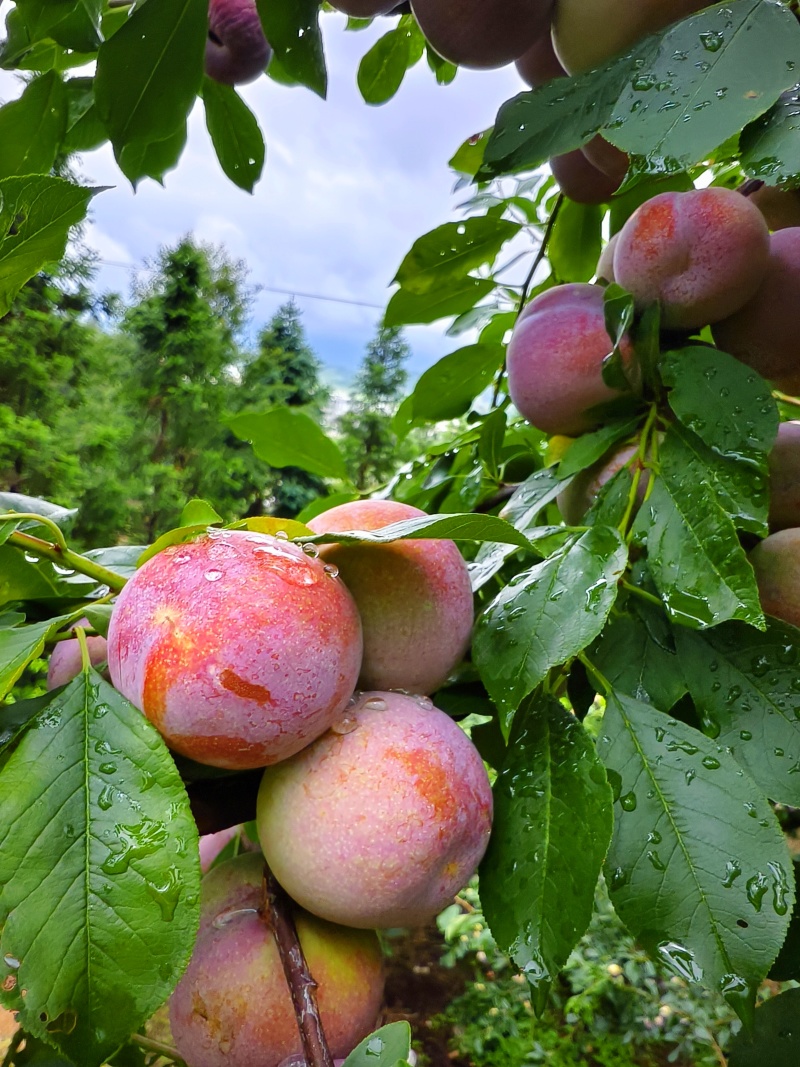 福建高山芙蓉李，爽口脆甜，供电商，市场，各大仓，量大从优