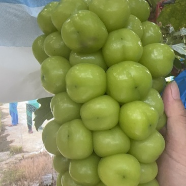 阳光玫瑰葡萄🍇