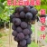河北威县精品巨峰葡萄一手货源代发全国超甜多汁