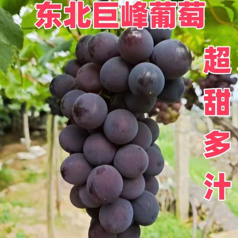 河北威县精品巨峰葡萄一手货源代发全国超甜多汁