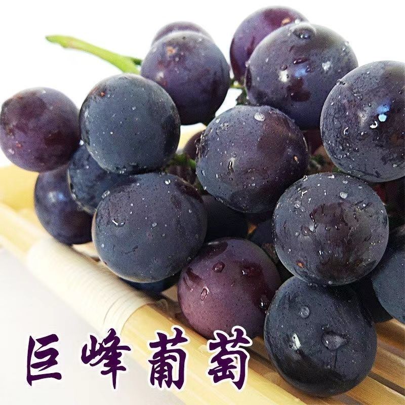 河北威县精品巨峰葡萄一手货源代发全国超甜多汁