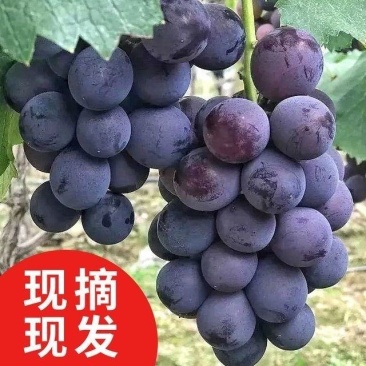 河北威县精品巨峰葡萄一手货源代发全国超甜多汁