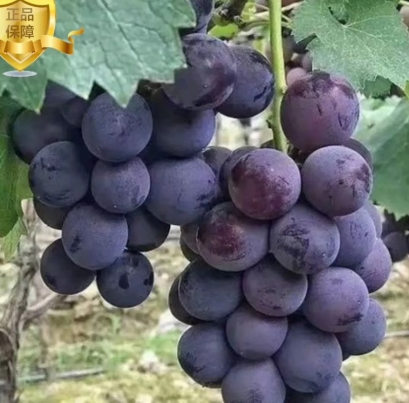 巨峰伏葡萄