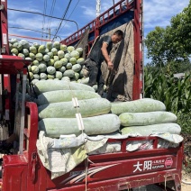 白皮冬瓜白粉冬瓜产地直供欢迎致电大量供应现货