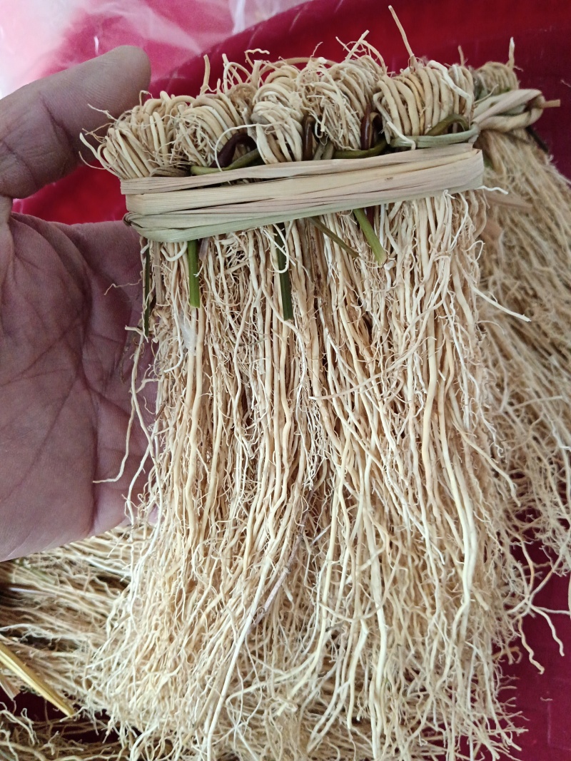 养肝草A货1