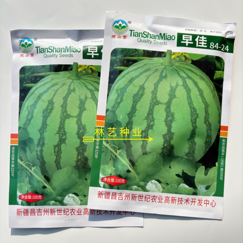 早佳8424西瓜种子早熟一代杂交抗病丰产不倒瓤耐运输