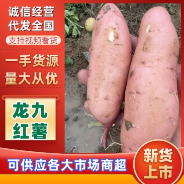 河南开封龙九红薯沙地红薯，大量现货上市，基地直发包售后