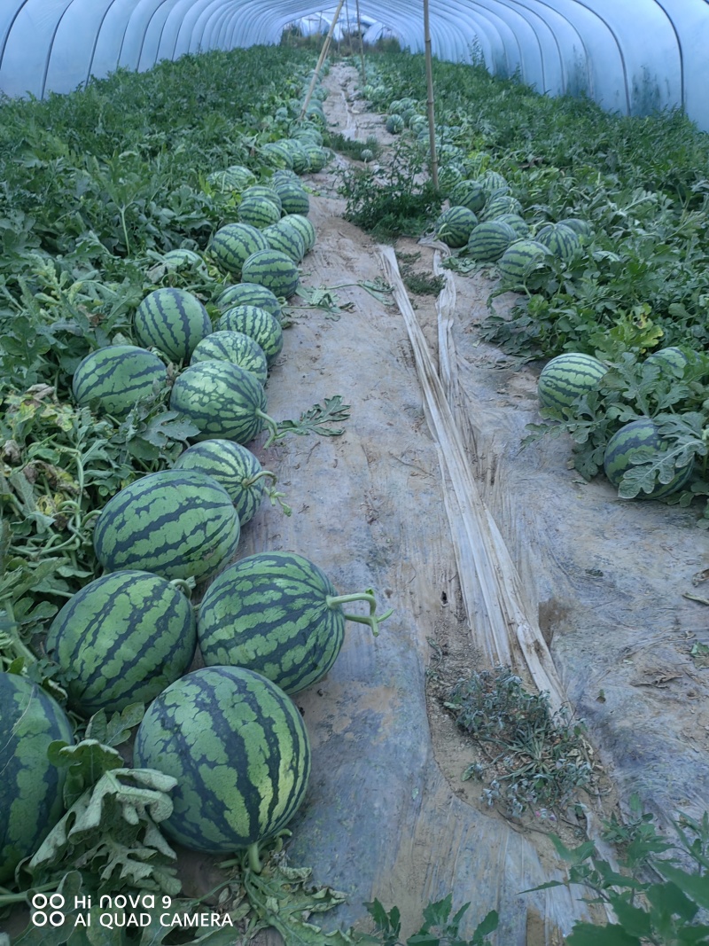 河北省张家口蔚县头茬无籽美都