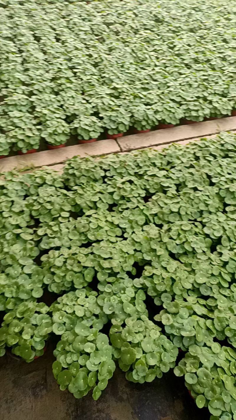 铜钱草基地直销，大量有货，