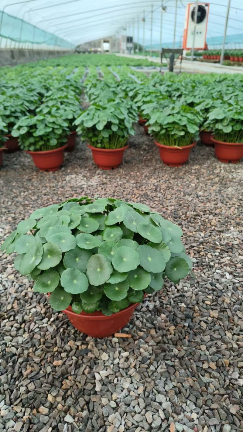 铜钱草基地直销，大量有货，
