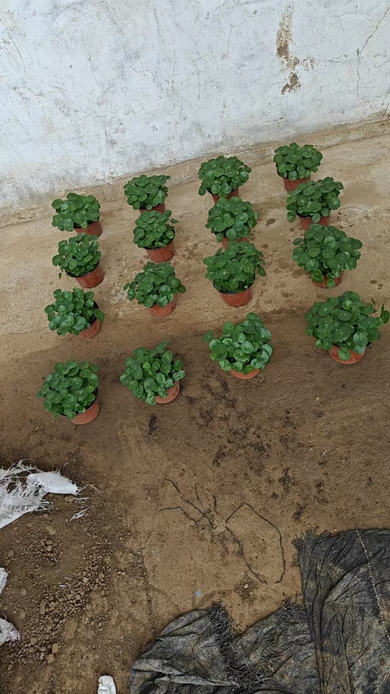 铜钱草基地直销，大量有货，