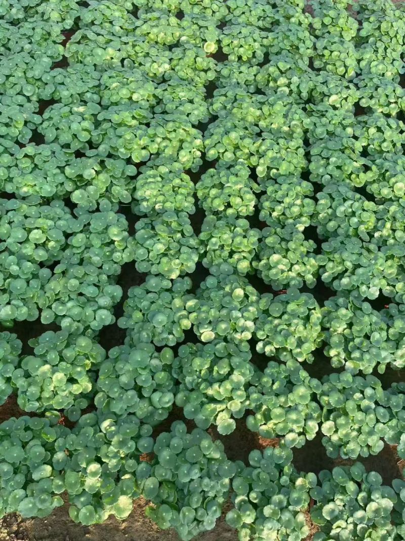 铜钱草基地直销，大量有货，