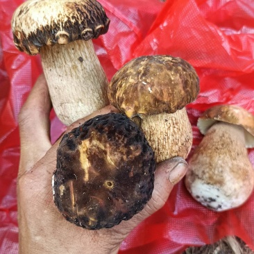 美味牛肝菌