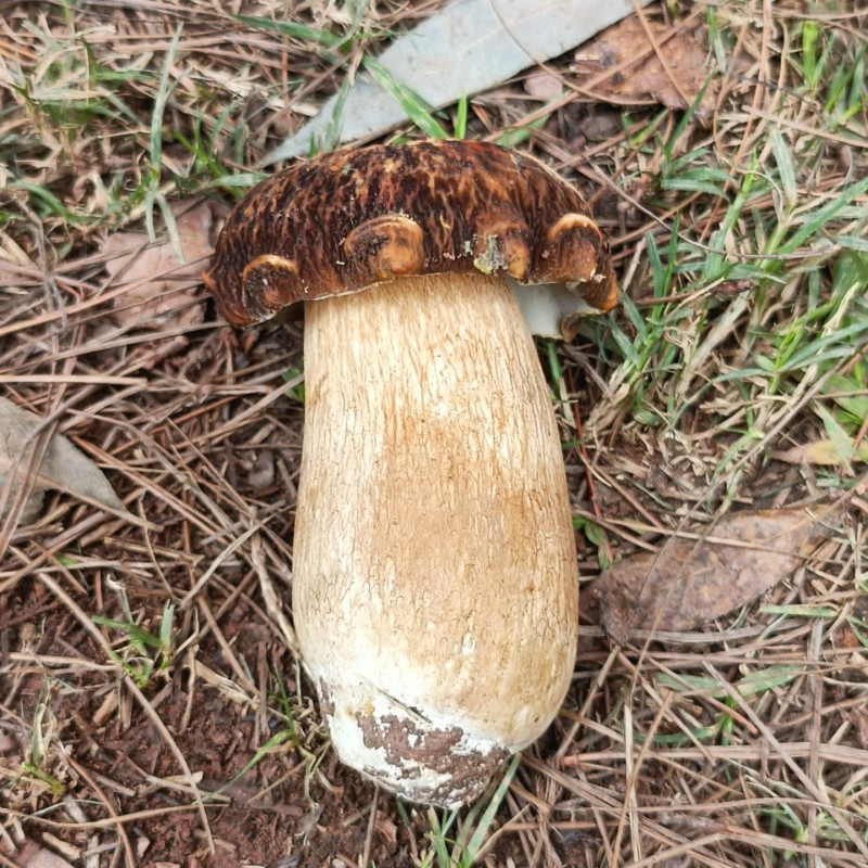 美味牛肝菌