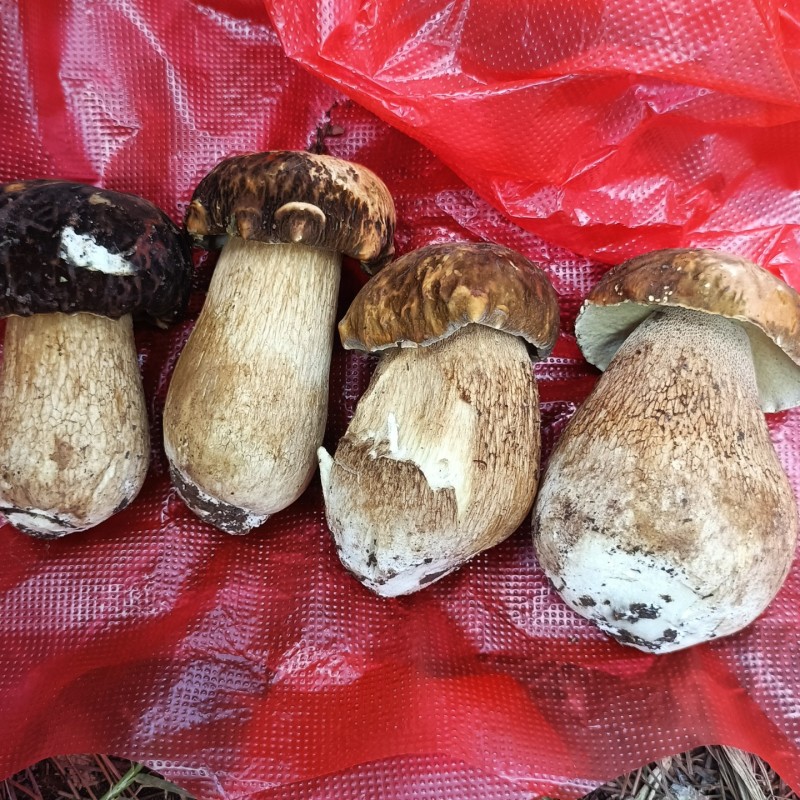美味牛肝菌