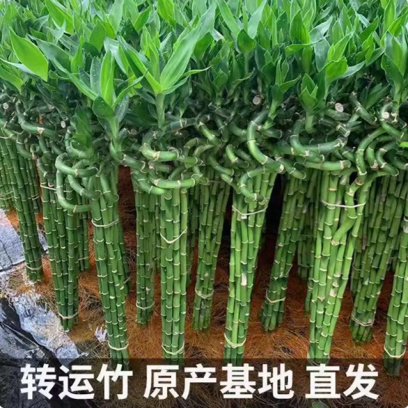 富贵竹根须水养室内客厅观音竹文昌竹带根懒人特大号富贵竹粗