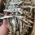 精品水煮鱼干地摊电商批发干鱼兰刀白条白肖翘嘴鱼干淡水鱼干