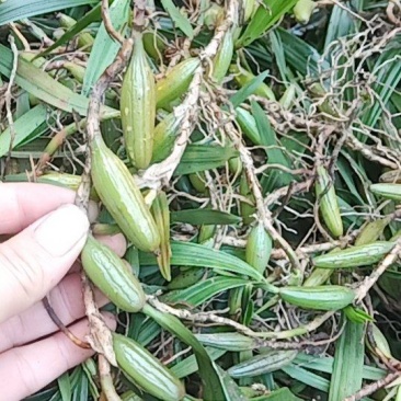 石橄榄大果