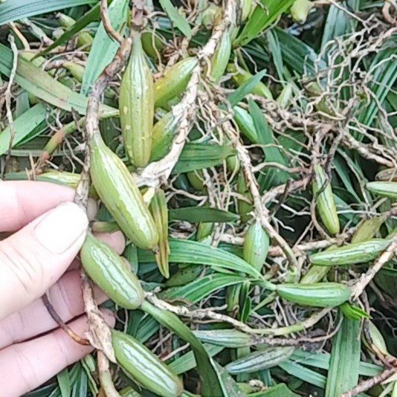 石橄榄大果