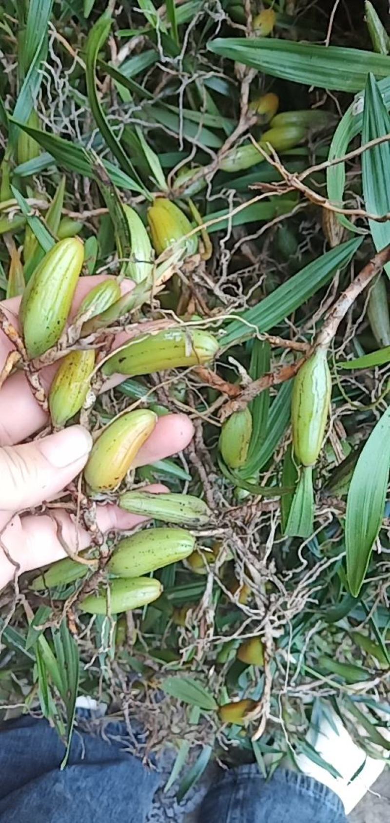 石橄榄大果