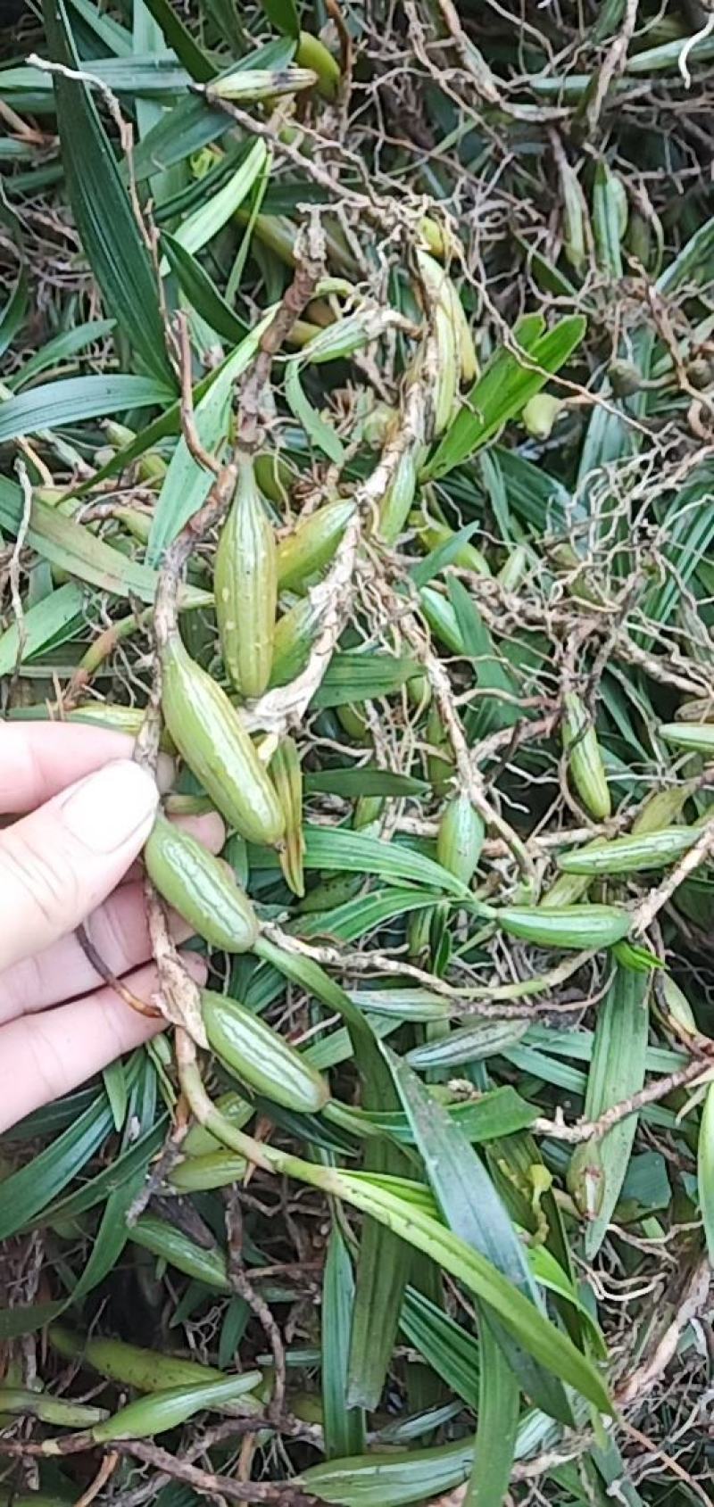 石橄榄大果