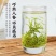 碧螺春2025新茶明前春茶花果香绿茶嫩芽浓香型