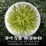 碧螺春2025新茶明前春茶花果香绿茶嫩芽浓香型