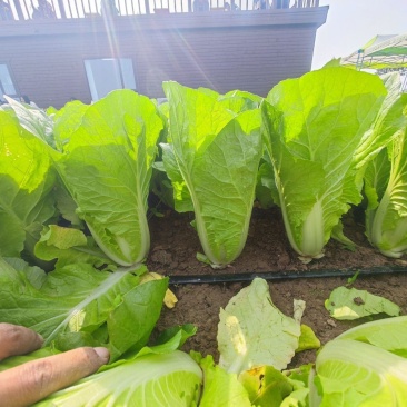 耐寒16号快菜种子耐低温耐抽苔春秋播小白菜种籽农家四季蔬