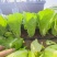 耐寒16号快菜种子耐低温耐抽苔春秋播小白菜种籽农家四季蔬