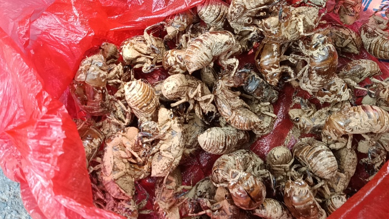 高质保真的蝉蜕供货商品品优保证产地直发