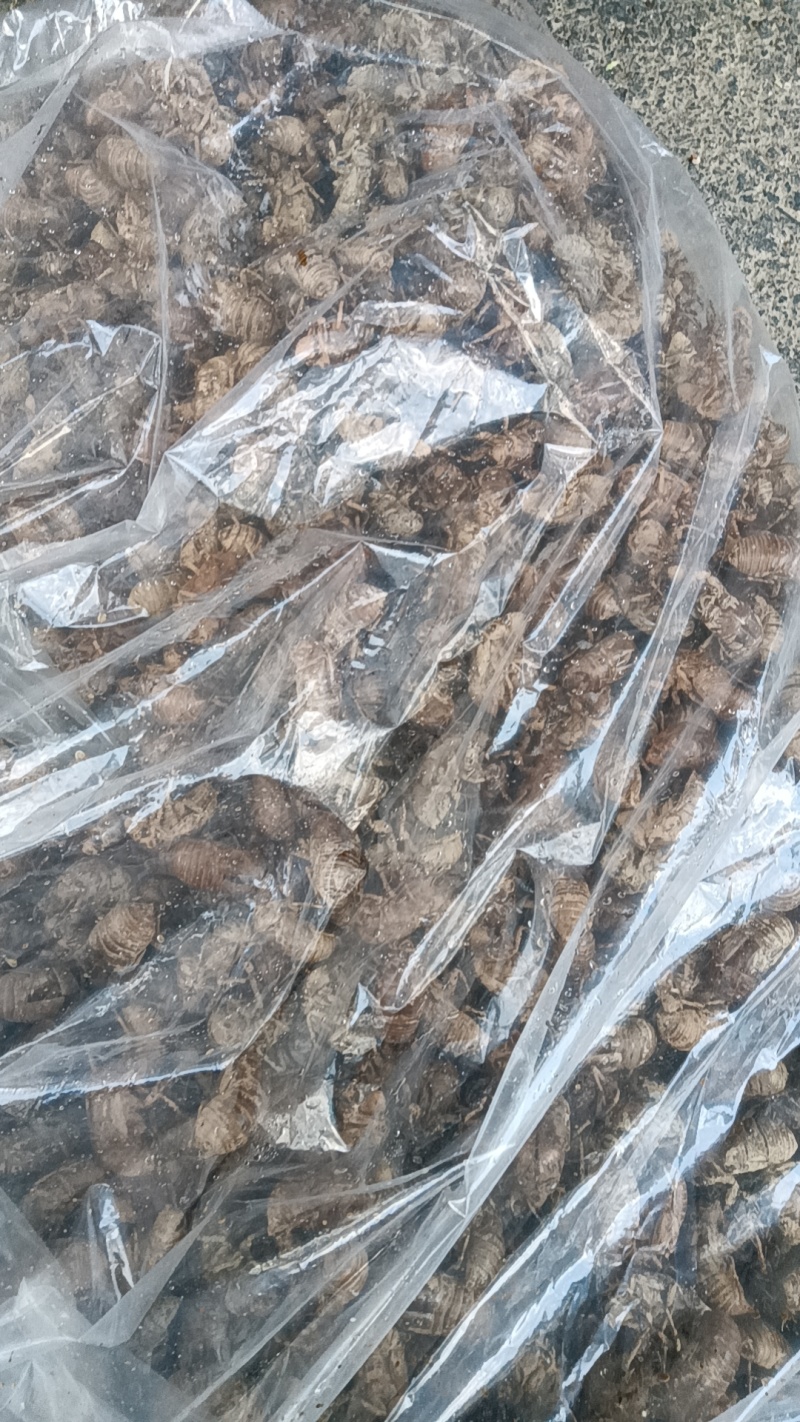 高质保真的蝉蜕供货商品品优保证产地直发
