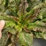 开门红莴笋种子耐寒脆嫩红尖叶莴苣种籽农家大田用种春秋莴笋