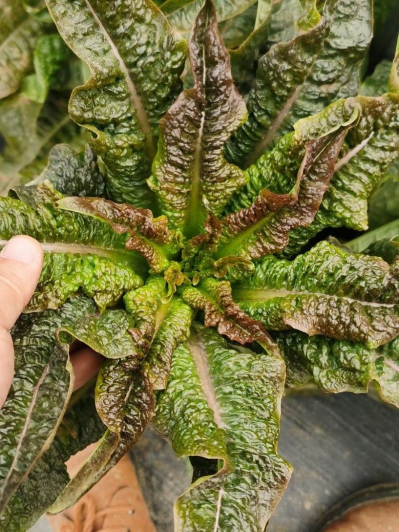 开门红莴笋种子耐寒脆嫩红尖叶莴苣种籽农家大田用种春秋莴笋