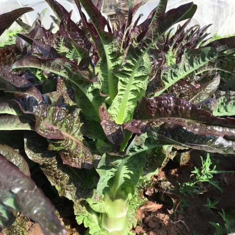 开门红莴笋种子耐寒脆嫩红尖叶莴苣种籽农家大田用种春秋莴笋
