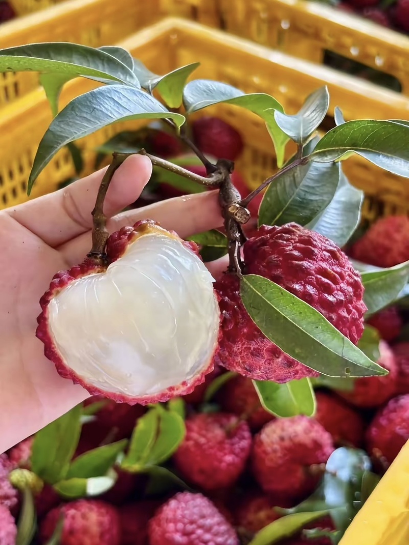 广西北流仙进奉荔枝#荔枝中的爱马仕#