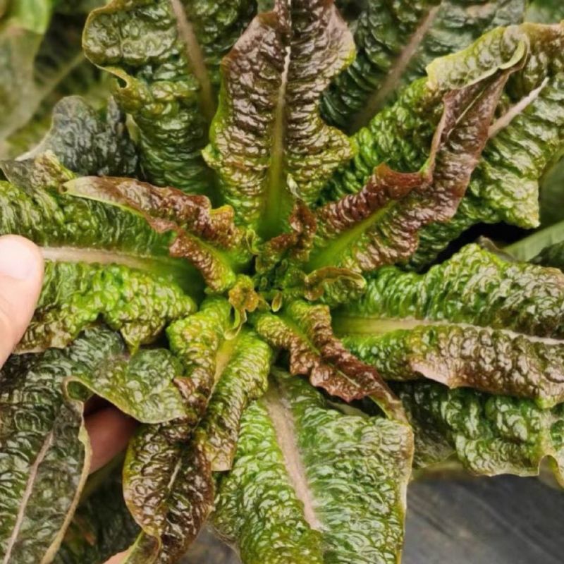 绵蔬福剑香莴笋种子耐寒尖叶皮红肉青质脆香味浓味清香莴苣